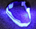 LED Anti-Lost Collar